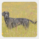 Search for sad dog stickers Animal