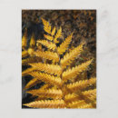 Search for fern leaf postcards Woodland