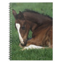 Search for warmblood Foal