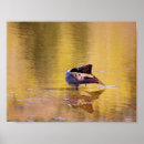 Search for canada goose posters Water