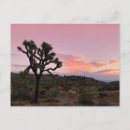 Recherche de arbre joshua cartes postales Désert