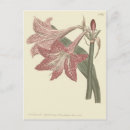 Recherche de fillette cartes postales Floral