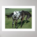 Recherche de cheval d appaloosa posters Animaux