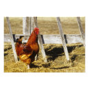 Recherche de coq rouge posters Animal