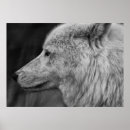 Recherche de beau loup art Gris