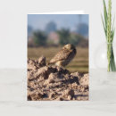 Search for burrowing cards Nature