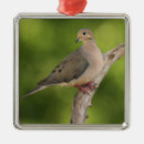 Search for mourning doves ornaments Zenaida macroura