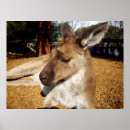 Search for kangaroos posters Wildlife