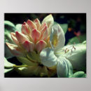 Search for spring bud posters Botanical
