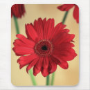 Search for gerber daisy electronics Gerbera