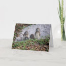 Search for baby owls note cards Nature