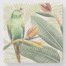 Recherche de tropical coasters Oiseaux