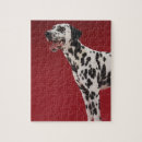 Recherche de dalmatien puzzles Animal