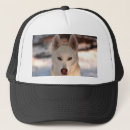 Recherche de traîneau casquettes Chien