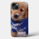 Recherche de golden retriever Puppy