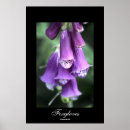Recherche de steven posters Fleurs