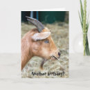 Recherche de humorous anniversaire cartes Animal
