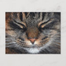 Search for fun cat postcards Kitty
