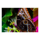 Search for butterfly posters Beautiful