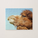 Recherche de chameaux puzzles Tête
