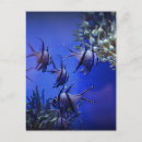 Search for deep sea fish postcards Coral