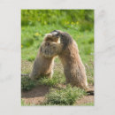 Search for marmot postcards Animal