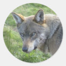 Search for wolf image stickers Grey