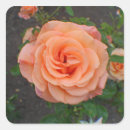 Search for single flower stickers Photograph