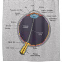 Search for anatomy shower curtains Diagram