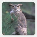 Search for great horned owl stickers Usa