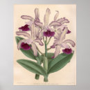 Recherche de orchidée de cattleya posters Nature
