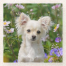 Search for longhair barware Chihuahua