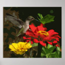 Search for tiny birds posters Wings