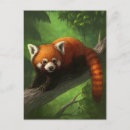 Recherche de red panda cartes postales Mignonette