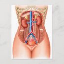 Search for dissection postcards Medicine