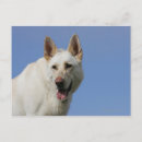 Search for white german shepherd postcards Alsatian