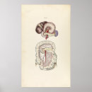 Search for digestive system Vintage