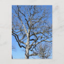 Search for leafless Nature