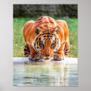 Search for pouncing posters Tiger