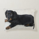 Search for mini pillows Dachshund