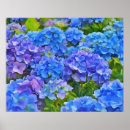 Search for hydrangea art Nature