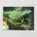 Recherche de iguane cartes postales Lézard