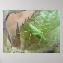 Recherche de cricket posters Vert