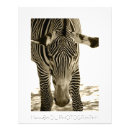 Recherche de cool zebra posters Animaux