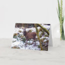 Search for stags cards Animals