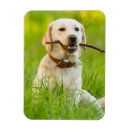 Recherche de le labrador magnets Mignon
