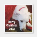 Search for dog christmas magnets Cute