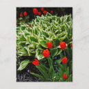 Recherche de hosta cartes postales Floral