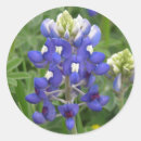 Search for bluebonnet stickers Lupine