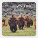 Search for yellowstone national stickers Bison